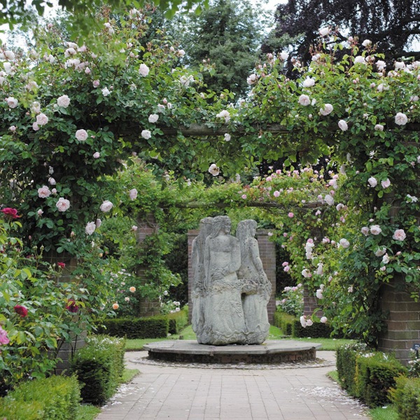 慷慨的园丁-藤本月季 慷慨的园丁(The Generous Gardener)