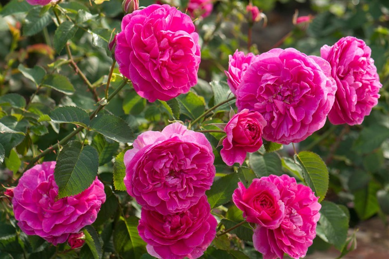 英格兰玫瑰 英格兰玫瑰(England's Rose)