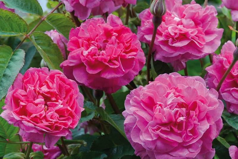英格兰玫瑰 英格兰玫瑰(England's Rose)