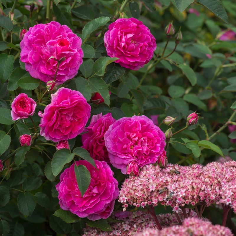 英格兰玫瑰 英格兰玫瑰(England's Rose)