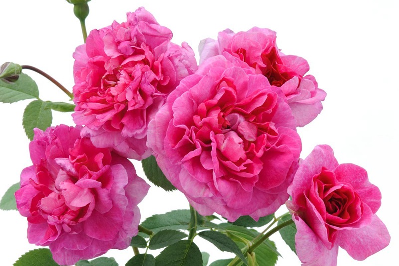英格兰玫瑰 英格兰玫瑰(England's Rose)