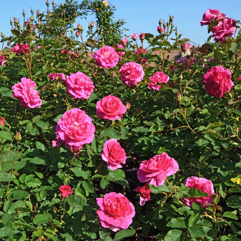 英格兰玫瑰 英格兰玫瑰(England's Rose)