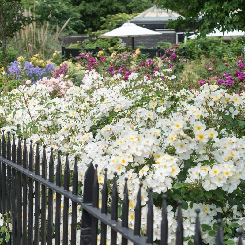 邱园 邱园(Kew Garden)