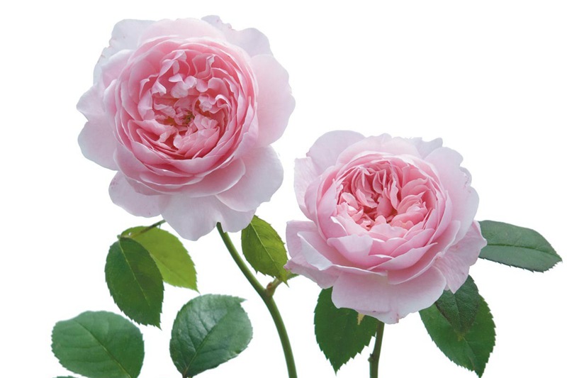 威斯利2008 威斯利2008(Wisley 2008)