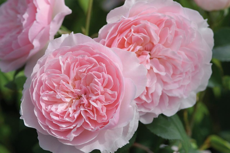 威斯利2008 威斯利2008(Wisley 2008)