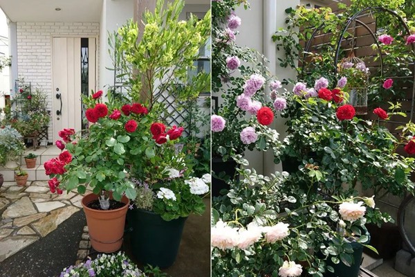 花了5年时间!他从零开始打造的小小月季花园 花了5年时间!他从零开始打造的小小月季花园