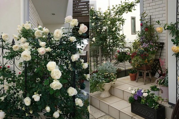 花了5年时间!他从零开始打造的小小月季花园 花了5年时间!他从零开始打造的小小月季花园