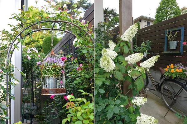花了5年时间!他从零开始打造的小小月季花园 花了5年时间!他从零开始打造的小小月季花园