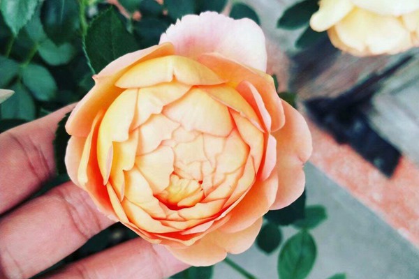 藤本月季三季开花品种 藤本月季三季开花品种