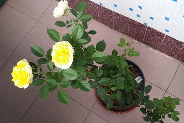 月季花的养殖方法 月季花的养殖方法