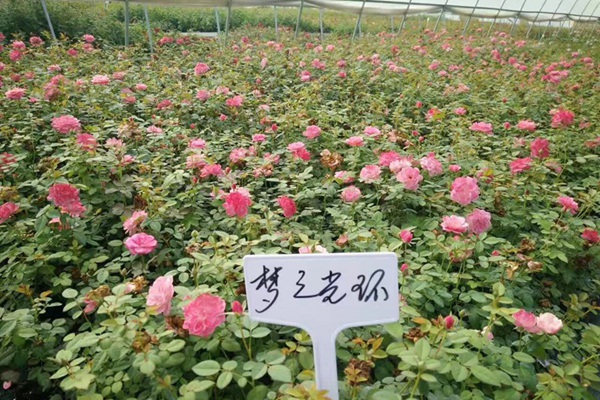 月季小苗价格 月季小苗价格
