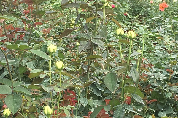 月季小苗价格 月季小苗价格