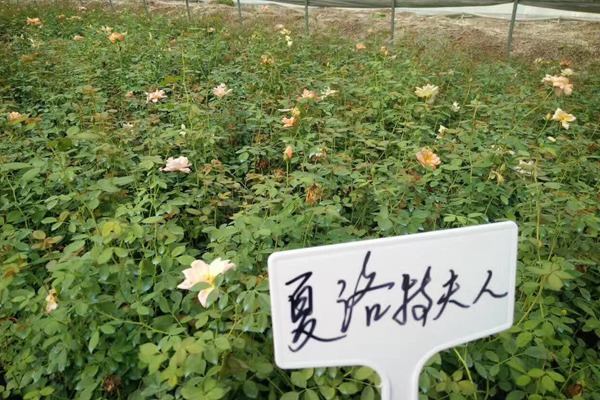 月季小苗价格 月季小苗价格