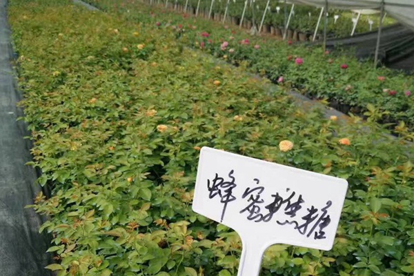 藤本月季小苗价格 藤本月季小苗价格