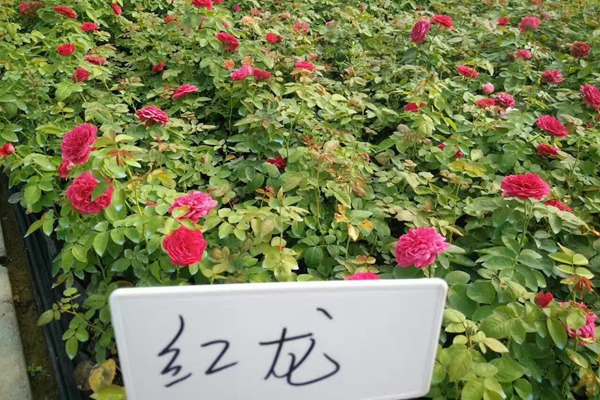藤本月季小苗价格 藤本月季小苗价格