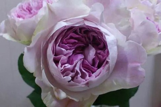 伊芙紫苑 伊芙紫苑