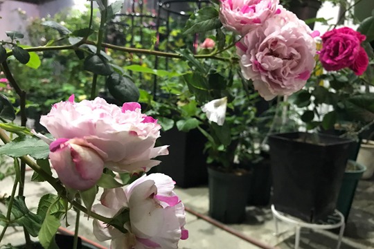 伊芙银色 伊芙银色