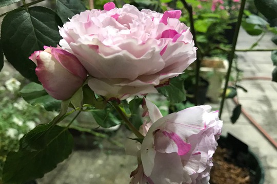 伊芙银色 伊芙银色Yves Silva