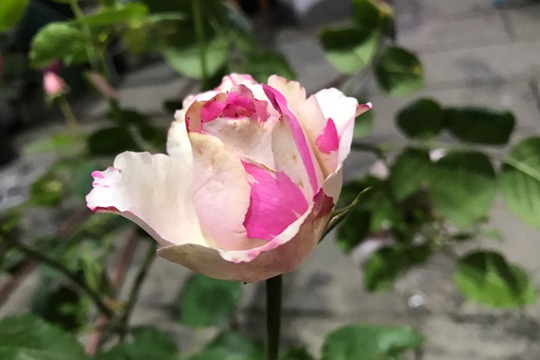 伊芙银色 伊芙银色Yves Silva