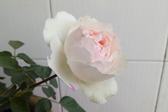 伊芙钱特玛丽 伊芙钱特玛丽