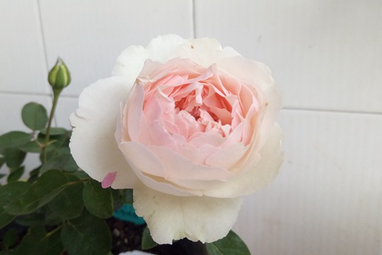 伊芙钱特玛丽 伊芙钱特玛丽Yves Chanter Marie