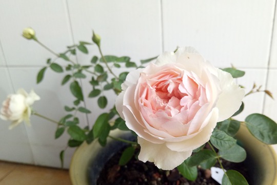 伊芙钱特玛丽 伊芙钱特玛丽Yves Chanter Marie