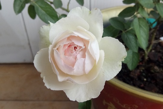 伊芙钱特玛丽 伊芙钱特玛丽Yves Chanter Marie