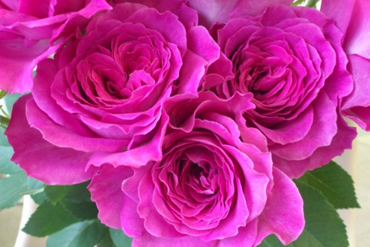 伊芙蓝宝石 伊芙蓝宝石