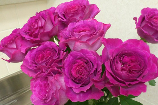 伊芙蓝宝石 伊芙蓝宝石
