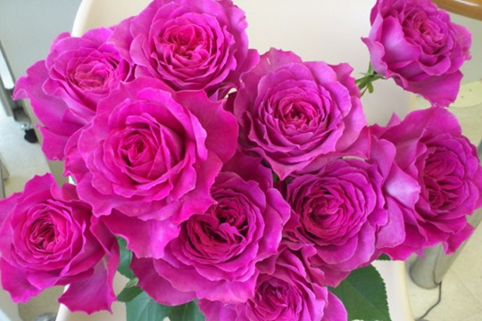 伊芙蓝宝石 伊芙蓝宝石