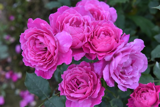 伊芙蓝宝石 伊芙蓝宝石