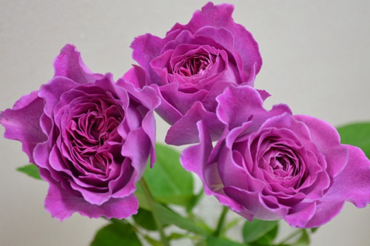 伊芙蓝宝石 伊芙蓝宝石