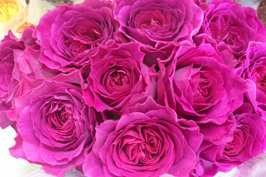 伊芙蓝宝石 伊芙蓝宝石