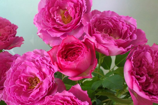 伊芙蓝宝石 伊芙蓝宝石