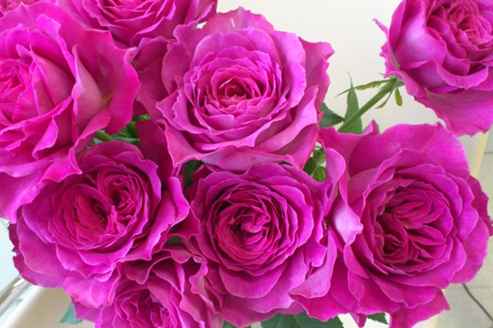 伊芙蓝宝石 伊芙蓝宝石