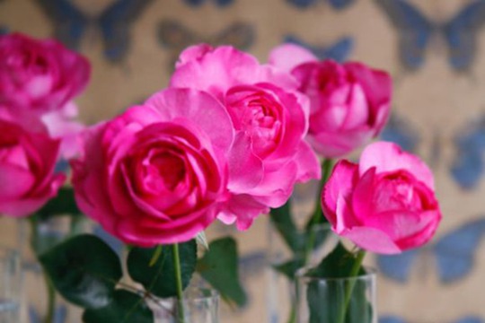 伊芙伯爵 伊芙伯爵Yves Piaget