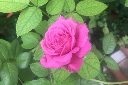 克劳德.布莱塞 克劳德.布莱塞Claude Brasseur