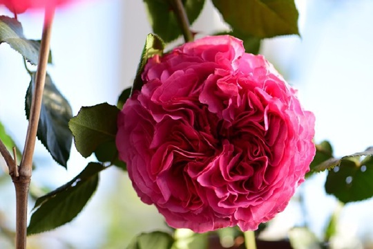 仙王座 伊芙仙王座