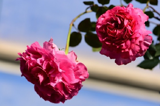 仙王座 伊芙仙王座