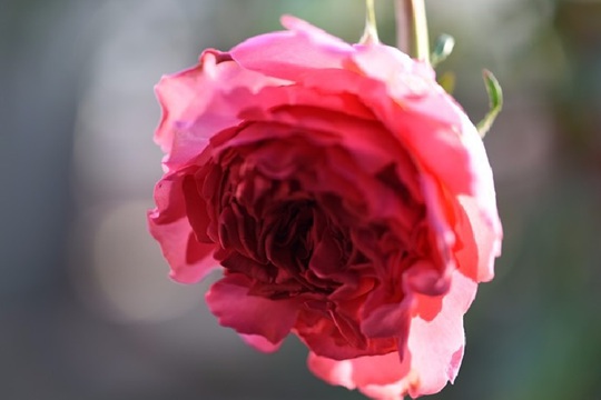 仙王座 伊芙仙王座