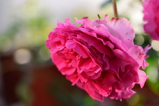 仙王座 伊芙仙王座