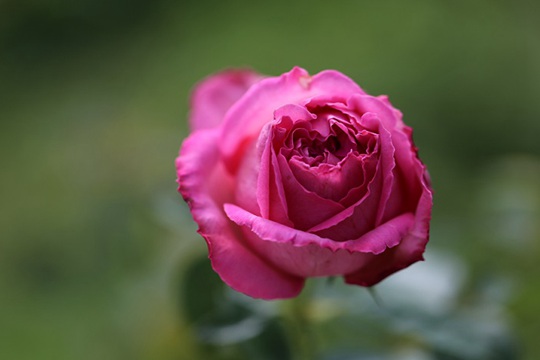 仙王座 伊芙仙王座