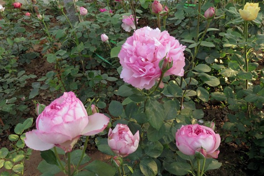 繁华都市 伊芙繁华都市Yves Le Métropole
