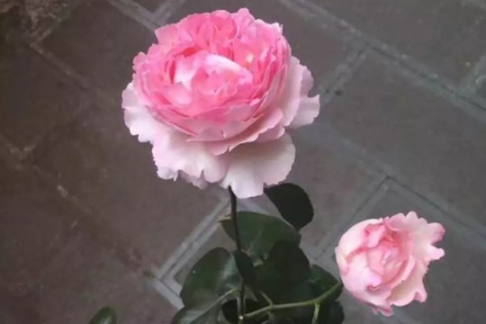 繁华都市 伊芙繁华都市Yves Le Métropole