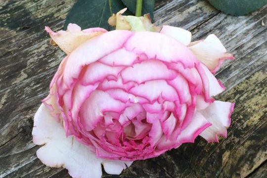 粉色伊芙伯爵 粉色伊芙伯爵
