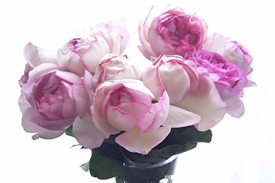 粉色伊芙伯爵 粉色伊芙伯爵