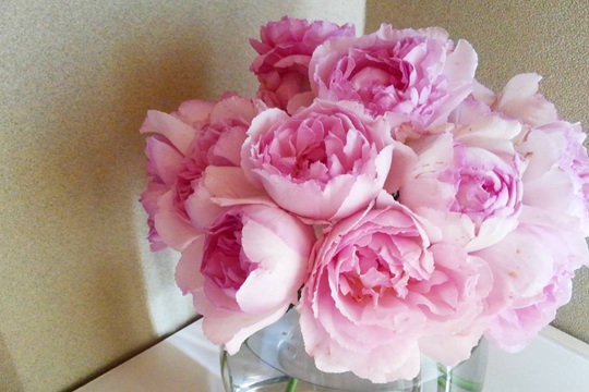 粉色伊芙伯爵 粉色伊芙伯爵