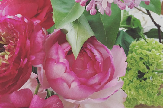 粉色伊芙伯爵 粉色伊芙伯爵