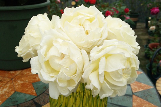 奶油伊芙伯爵 奶油伊芙伯爵