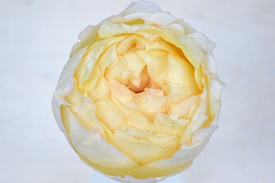 象牙伊芙伯爵 象牙伊芙伯爵